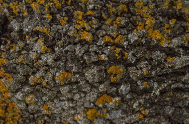 Ağaç kabuğu kapak moss ile