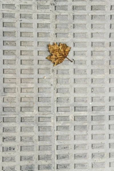 Folha caída na superfície de concreto — Fotografia de Stock