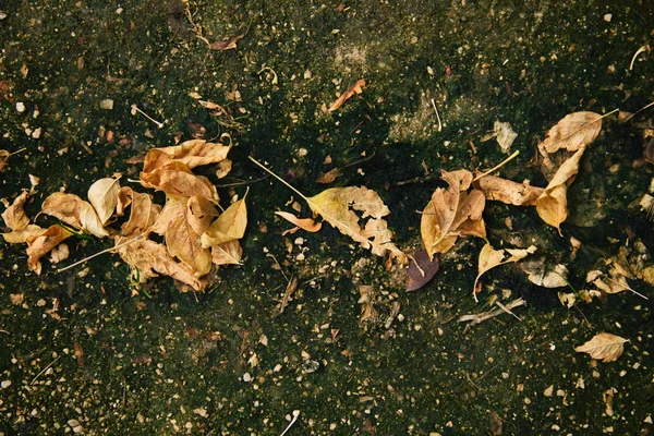 Folhas da árvore em solo húmido — Fotografia de Stock