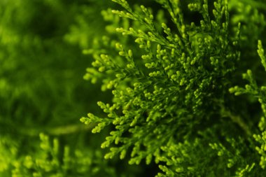 Beyaz sedir ağacı dalları ve yaprakları