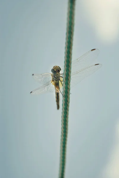 Libelle auf grünem Knoten — Stockfoto