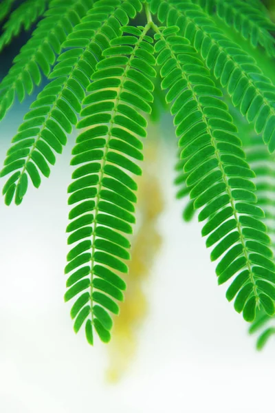 Folhas do arbusto de Mimosa — Fotografia de Stock