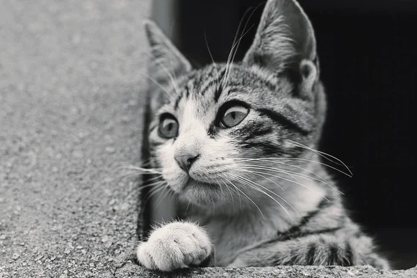 Cat looking at something — Stock Photo, Image