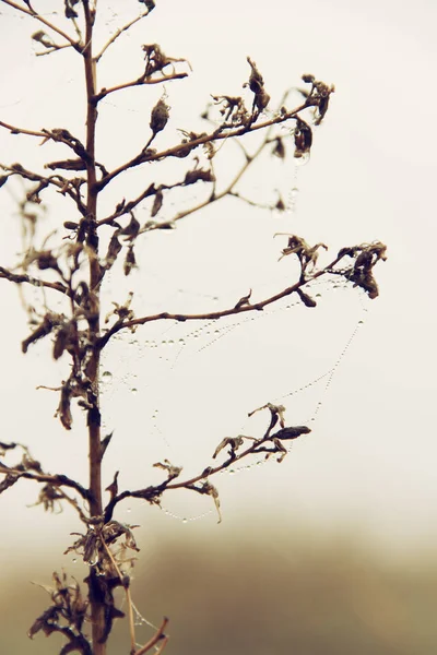Planta murcha com teia de aranha — Fotografia de Stock