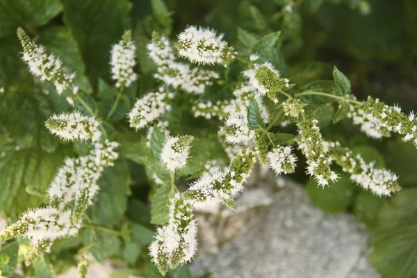 Elegante veldbloemen — Stockfoto