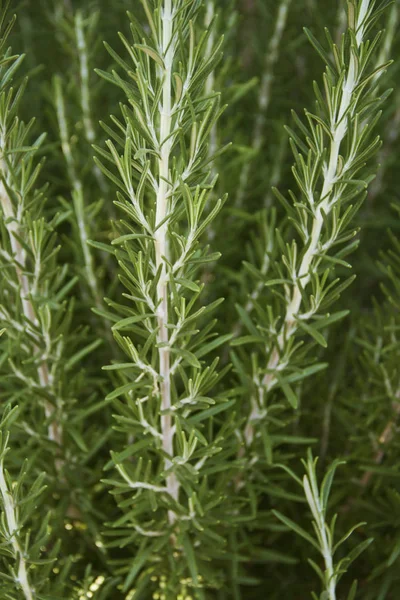 野生迷迭香植物 — 图库照片