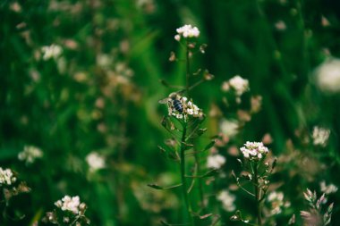 beyaz çiçek üzerinde oturan arı
