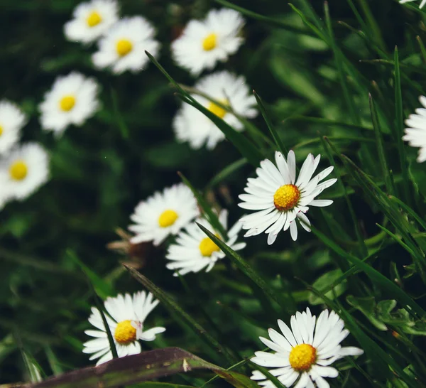 Kamille-Blumen auf grünem Hintergrund — Stockfoto