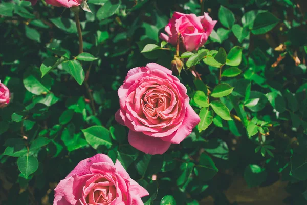 Rosa Blüten im grünen Garten — Stockfoto