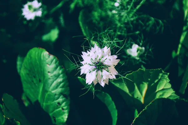 Weiße Blumen im grünen Garten — Stockfoto