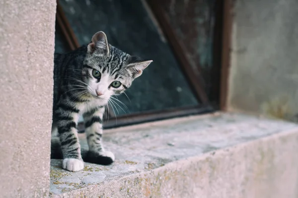 Hermoso gato tabby —  Fotos de Stock