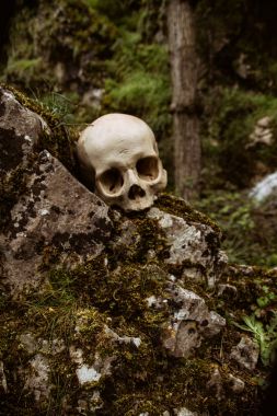 Ormandaki yaşlı insan kafatası