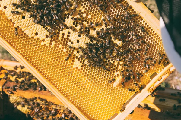 Imker beobachten Bienen — Stockfoto