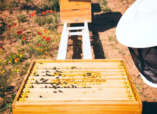 Les abeilles dans la ruche au soleil jour — Photo