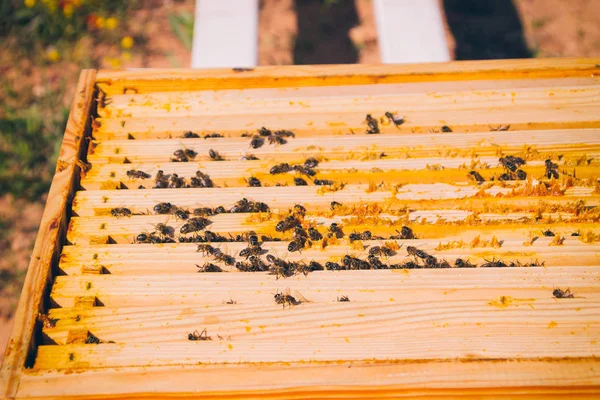 Bees in hive at sunny day — Stock Photo, Image