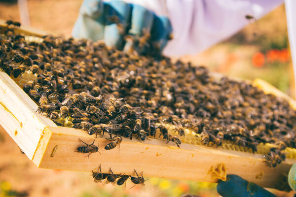 Beekeeper watching bees