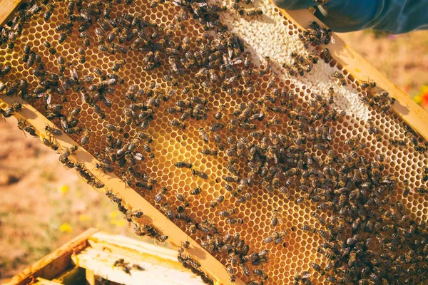 Abeilles regardant apiculteur — Photo