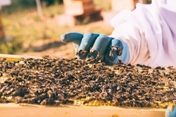 Abeilles regardant apiculteur — Photo
