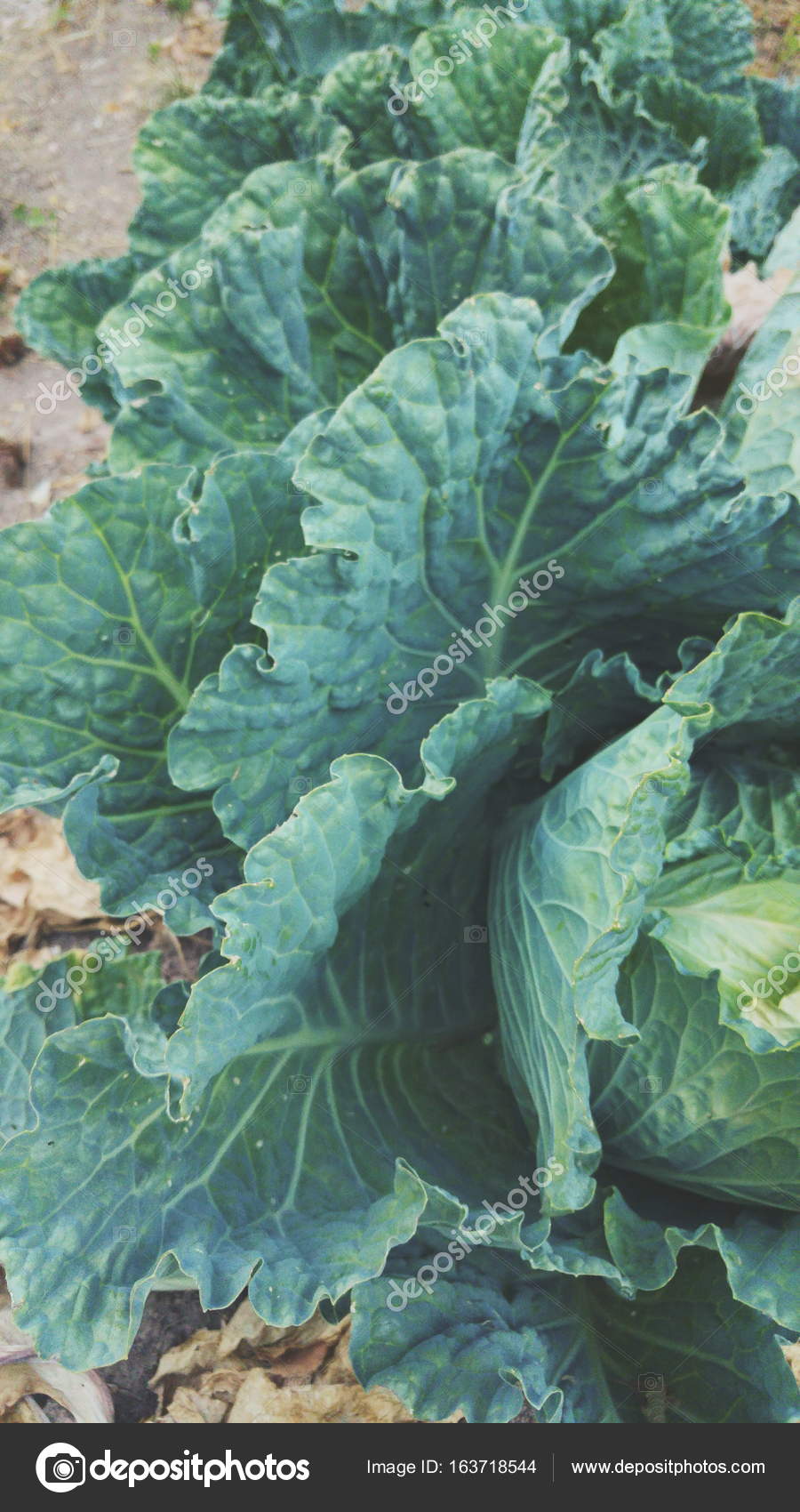 Green cabbage texture Stock Photo by ©Nanihta 163718544