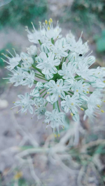 UI bloeiende bloemen — Stockfoto