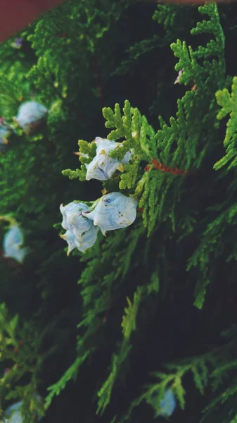 Thuja 녹색 나뭇가지 — 스톡 사진