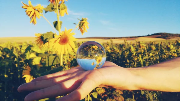 Crystal ball with sunflower — Stok Foto