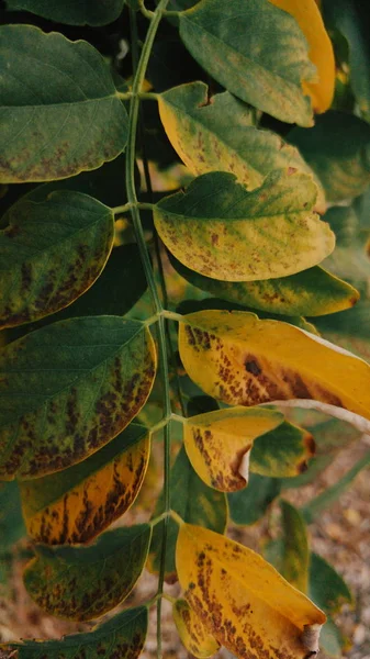 Сухие осенние листья — стоковое фото