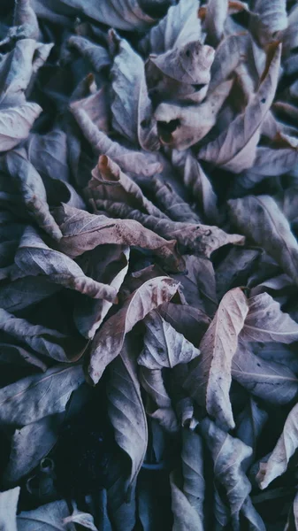 Trockene Herbstblätter — Stockfoto