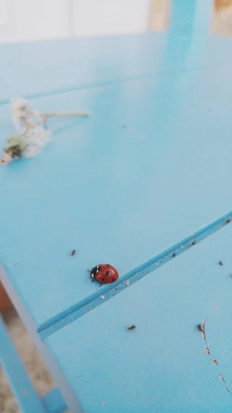 Mignon coccinelle sur table bleue — Photo