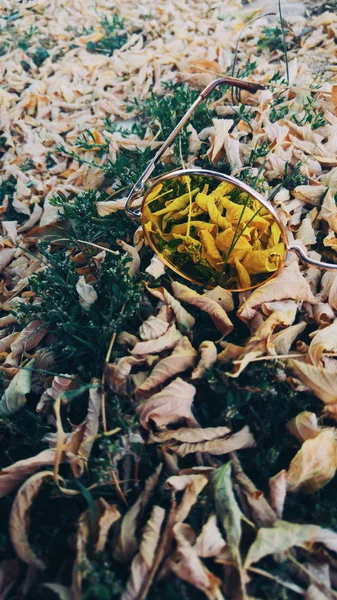 Droge herfstbladeren met zonnebril — Stockfoto