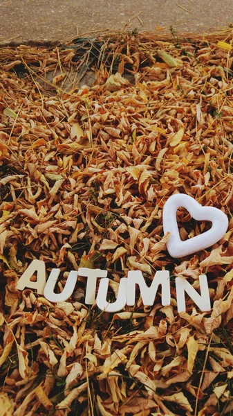 Mot automne avec les feuilles sèches — Photo