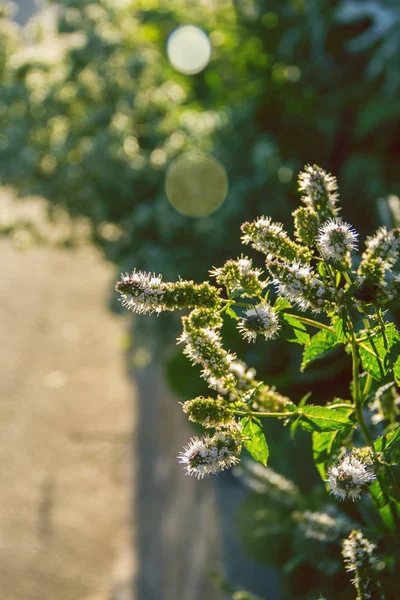 Fundo Beleza Natural Com Hastes Verdes Das Plantas Close — Fotografia de Stock