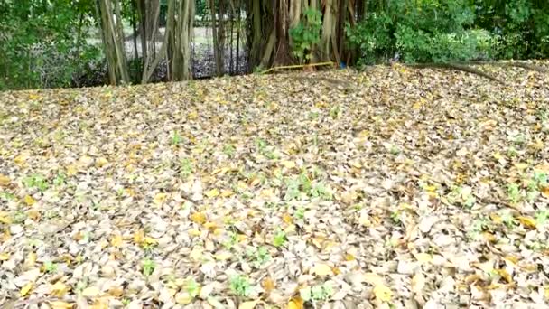 Gran árbol de Banyan — Vídeo de stock