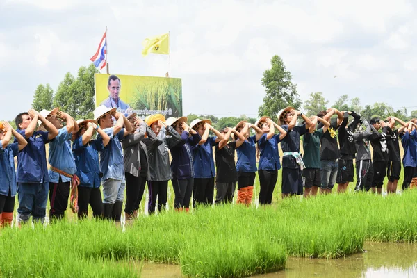 Agricultores que plantan arroz demostrando una economía suficiente — Foto de Stock