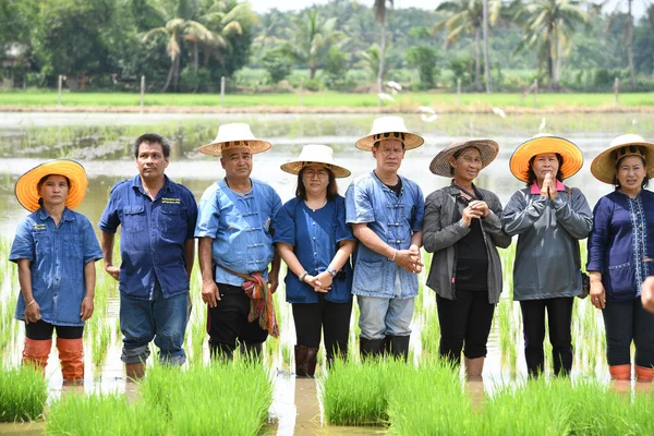 Farmers planting rice by demonstrating sufficient economy — Stock Photo, Image
