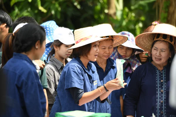 Bauern pflanzen Reis an, indem sie ausreichende Wirtschaftlichkeit demonstrieren — Stockfoto