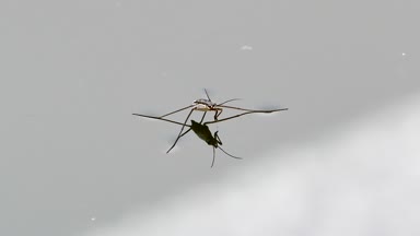 Su su üzerinde yürümek strider (Gerridae). 