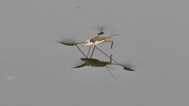 Su su üzerinde yürümek strider (Gerridae). 