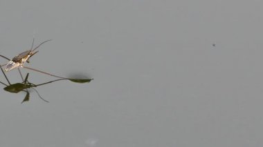 Su su üzerinde yürümek strider (Gerridae). 
