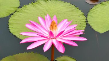 Göletteki pembe lotus..