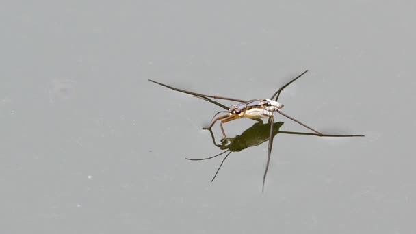 Водомерка (Gerridae) ходит по воде . — стоковое видео