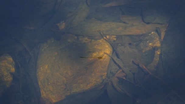 Libelle fliegt auf dem Wasser. — Stockvideo