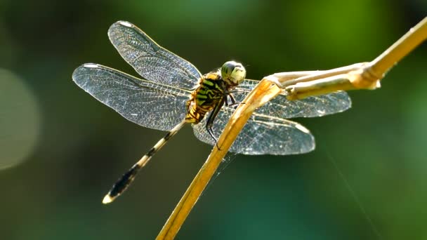Dragonfly rustend op een droge tak. — Stockvideo