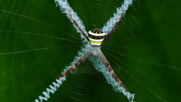 Pavouk na webu. — Stock video
