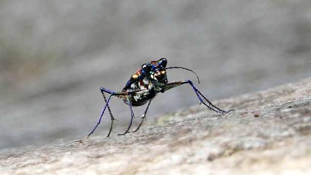 Tiger Beetle w tropikalnym lesie deszczowym. — Wideo stockowe