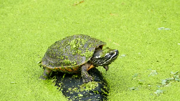 Turtle on rock in bog. — Stock Video