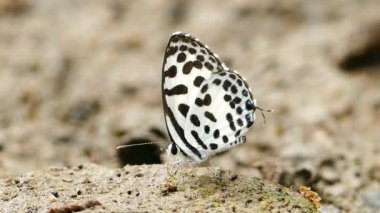 Kelebek yere besleme.