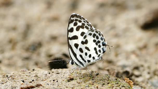 Papillon se nourrissant sur le sol . — Video