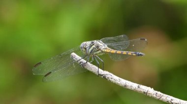 Arkasında yusufçuk.