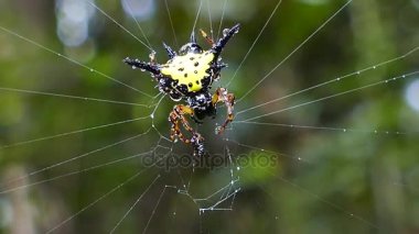 Spider yumurta yağmur sonrası temizlik yapıldı..